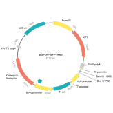shRNA Plasmid Negative Control