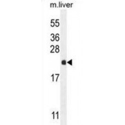 RPEL1 Antibody
