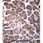 abx025024