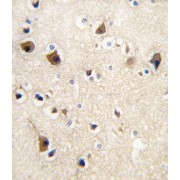 Calmodulin (CaM) Antibody