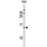 LIMS3 / LIMS3L Antibody