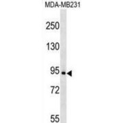 abx025043