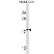 abx025044