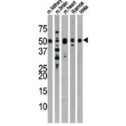 abx025068