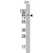 WB analysis of 293 cell line lysates.