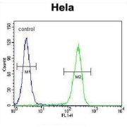 Corticotropin-Releasing Factor Receptor 2 (CRFR2D) Antibody