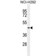 abx025081