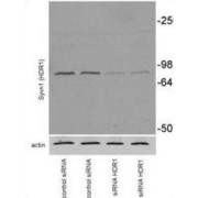 abx025097