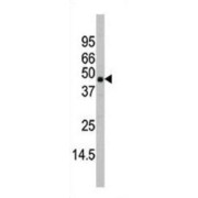 abx025126