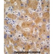 Apolipoprotein A4 (APOA4) Antibody