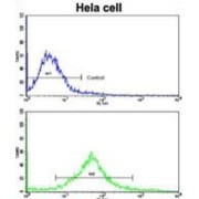 Mast/stem Cell Growth Factor Receptor Kit (c-KIT) Antibody