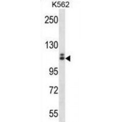 Mast/stem Cell Growth Factor Receptor Kit (c-KIT) Antibody