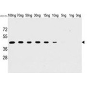abx025148