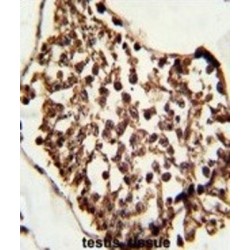 PR/SET Domain-Containing Protein 07 (SET07) Antibody