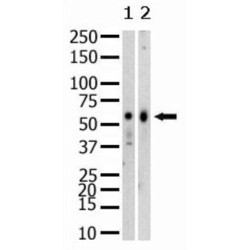 PR/SET Domain-Containing Protein 07 (SET07) Antibody