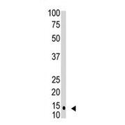 abx025173