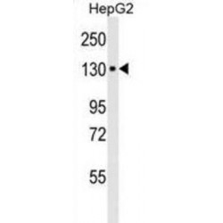 Integrin Alpha-6 (ITA6) Antibody