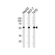 abx025199