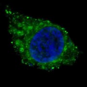 abx025203