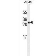 abx025237