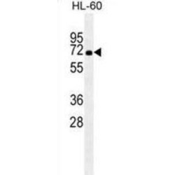 Heat Shock 70 kDa Protein 1A (HSPA1A) Antibody
