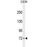 Zinc Finger Protein 37 (ZFP37) Antibody