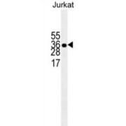 ELAV (Embryonic Lethal, Abnormal Vision, Drosophila)-Like 1 (Hu Antigen R) (ELAVL1) Antibody