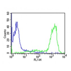 CD44 Antigen (CD44) Antibody