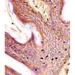 CD44 Antigen (CD44) Antibody