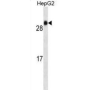abx025298