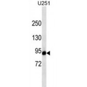 Hypoxia Inducible Factor 1 Alpha (HIF1a) Antibody