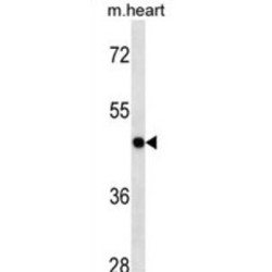 Mitogen-Activated Protein Kinase 3 / ERK1 (MAPK3) Antibody