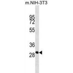 THAP Domain Containing 11 (THAP11) Antibody