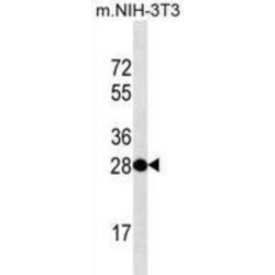 THAP Domain Containing 11 (THAP11) Antibody