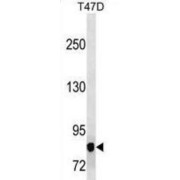 Mitogen Activated Protein Kinase Kinase Kinase 12 (MAP3K12) Antibody