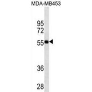 abx025462
