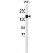 Collagen Type III Alpha 1 (COL3A1) Antibody