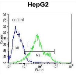 Syndecan 1 (SDC1) Antibody