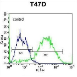 Syndecan 1 (SDC1) Antibody