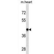 abx025526