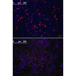 Krueppel-Like Factor 4 (KLF4) Antibody