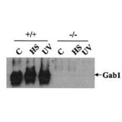 GRB2-Associated-Binding Protein 1 (GAB1) Antibody