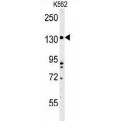Transmembrane Protein 132D (TMEM132D) Antibody