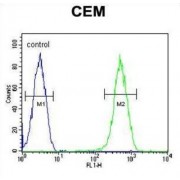 Cysteine-Rich C-Terminal Protein 1 (CRCT1) Antibody