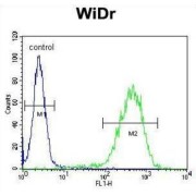 Coiled-Coil-Helix-Coiled-Coil-Helix Domain Containing Protein 2 (CHCHD2) Antibody