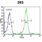 LOC552889 Antibody