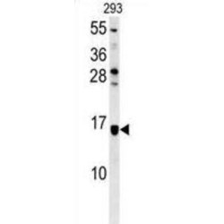 LOC552889 Antibody