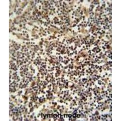 Lysosomal-Associated Transmembrane Protein 5 (LAPTM5) Antibody