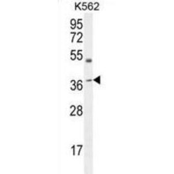 Apolipoprotein L6 (APOL6) Antibody