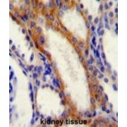 Stromal Interaction Molecule 1 (STIM1) Antibody